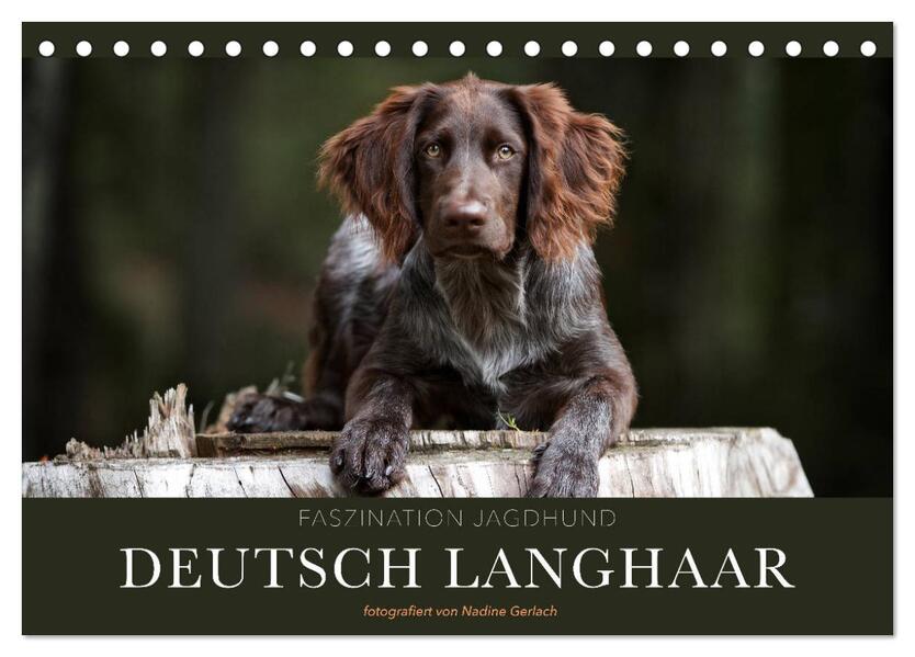 Faszination Jagdhund - Deutsch Langhaar (Tischkalender 2026 DIN A5 quer) CALVENDO Monatskalender