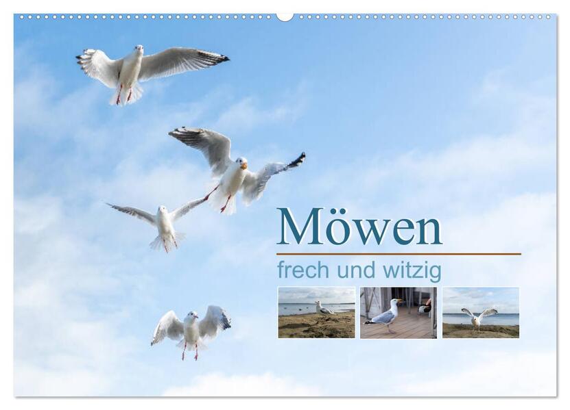 Möwen frech und witzig (Wandkalender 2026 DIN A2 quer) CALVENDO Monatskalender