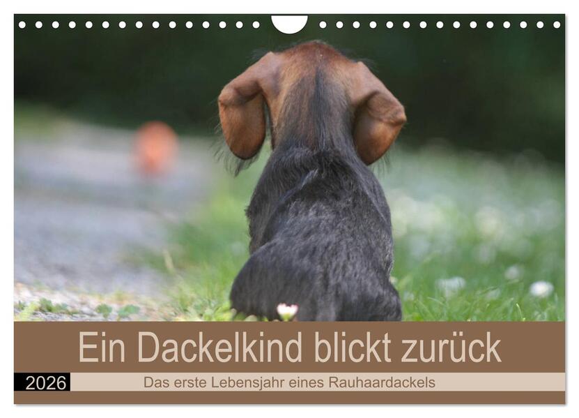 Ein Dackelkind blickt zurück (Wandkalender 2026 DIN A4 quer) CALVENDO Monatskalender