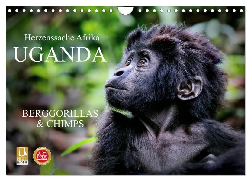 UGANDA - Berggorillas & Chimps (Wandkalender 2026 DIN A4 quer) CALVENDO Monatskalender
