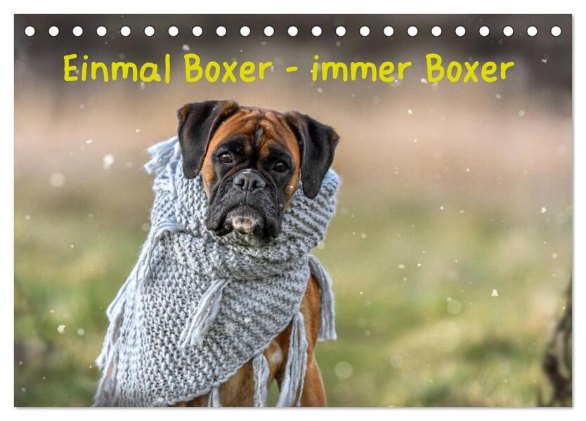 Einmal Boxer - immer Boxer (Tischkalender 2026 DIN A5 quer) CALVENDO Monatskalender