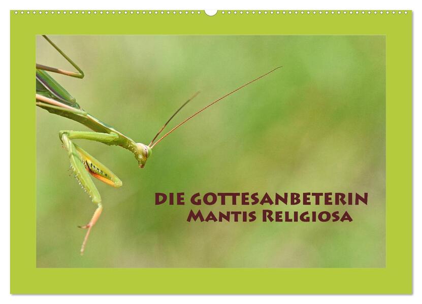 Die Gottesanbeterin Mantis Religiosa (Wandkalender 2026 DIN A2 quer) CALVENDO Monatskalender