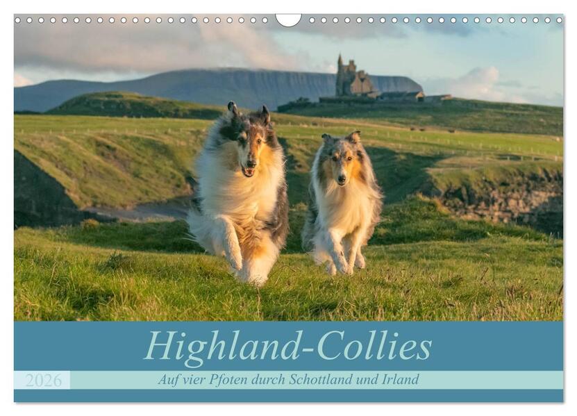 Highland-Collies - Auf vier Pfoten durch Schottland und Irland (Wandkalender 2026 DIN A3 quer) CALVENDO Monatskalender
