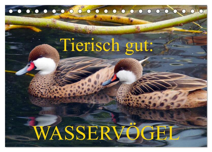 Tierisch gut: Wasservögel (Tischkalender 2026 DIN A5 quer) CALVENDO Monatskalender