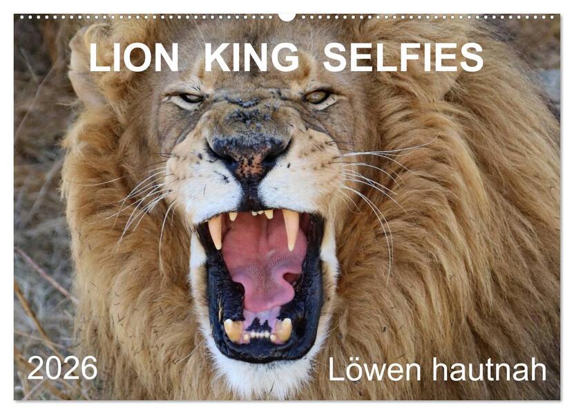 LION KING SELFIES Löwen hautnah (Wandkalender 2026 DIN A2 quer) CALVENDO Monatskalender