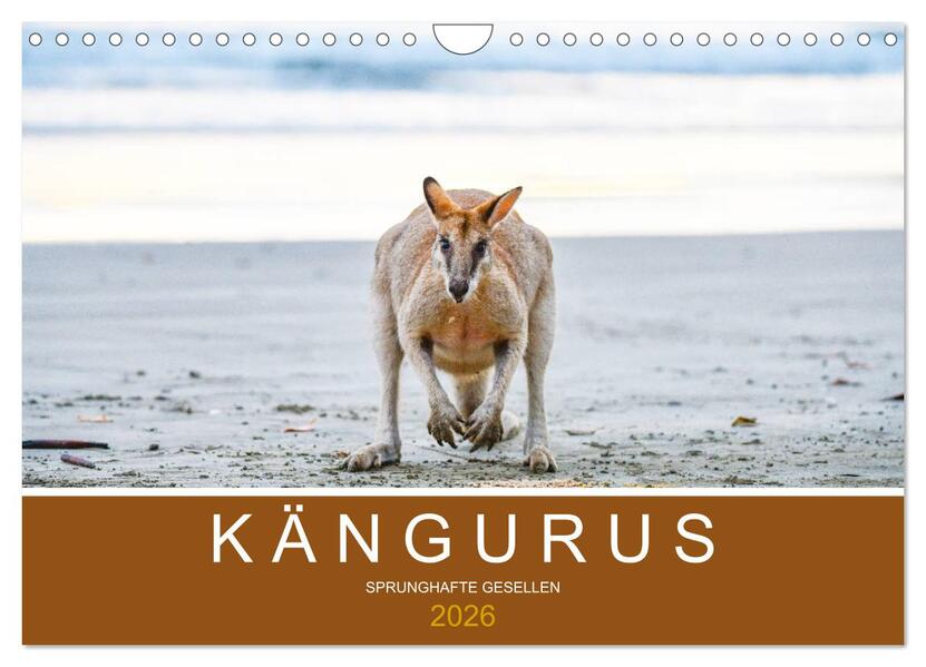 Kängurus sprunghafte Gesellen (Wandkalender 2026 DIN A4 quer) CALVENDO Monatskalender