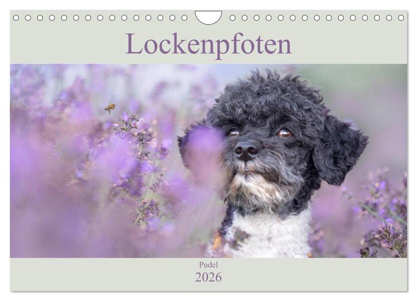 Lockenpfoten 2026 (Wandkalender 2026 DIN A4 quer) CALVENDO Monatskalender