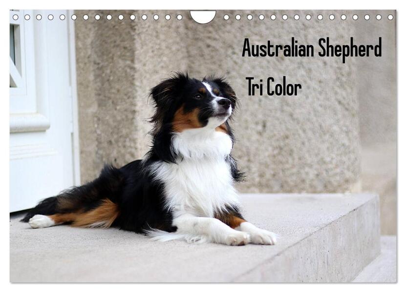 Australian Shepherd Tri Color (Wandkalender 2026 DIN A4 quer) CALVENDO Monatskalender