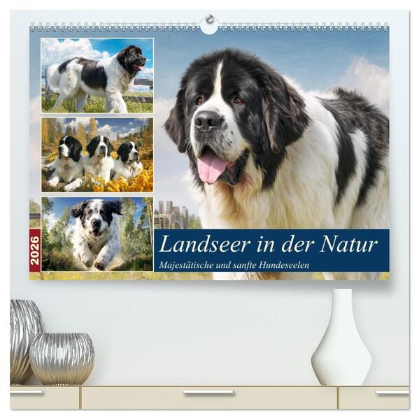 Landseer in der Natur. Majestätische und sanfte Hundeseelen (hochwertiger Premium Wandkalender 2026 DIN A2 quer) Kunstdruck in Hochglanz