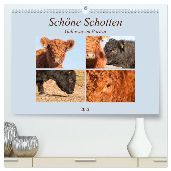 Schöne Schotten - Galloway im Porträt (hochwertiger Premium Wandkalender 2026 DIN A2 quer) Kunstdruck in Hochglanz