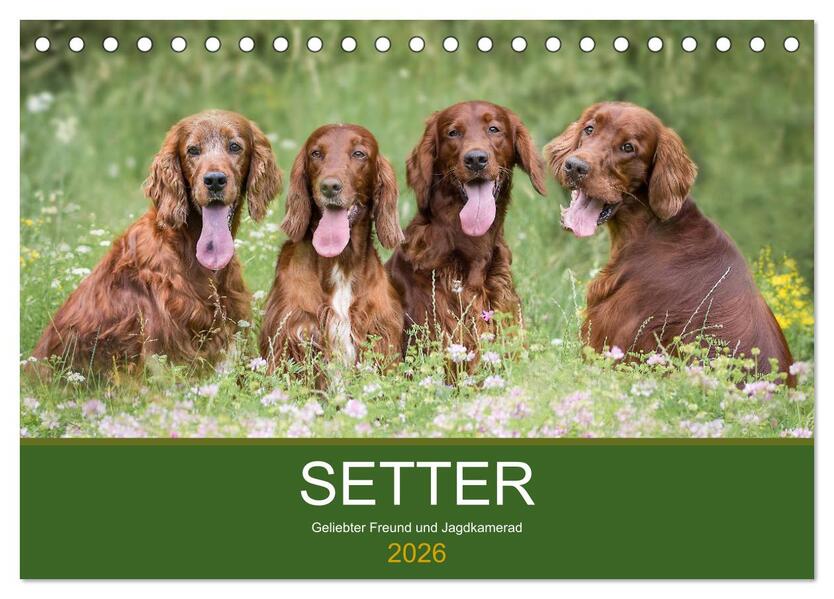 Setter - Geliebter Freund und Jagdkamerad (Tischkalender 2026 DIN A5 quer) CALVENDO Monatskalender