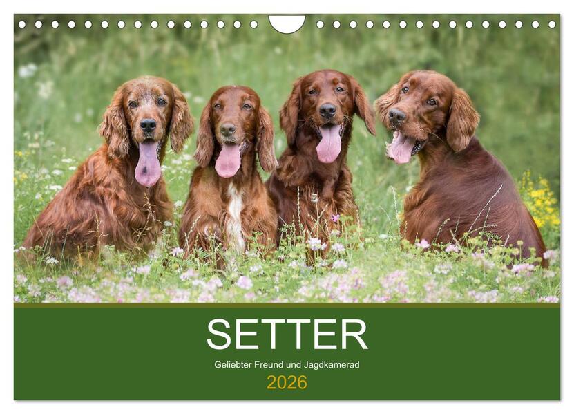Setter - Geliebter Freund und Jagdkamerad (Wandkalender 2026 DIN A4 quer) CALVENDO Monatskalender