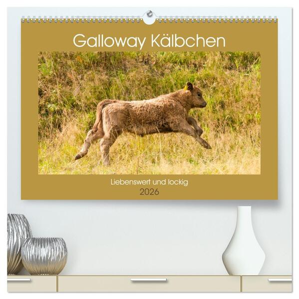 Galloway Kälbchen - Liebenswert und lockig (hochwertiger Premium Wandkalender 2026 DIN A2 quer) Kunstdruck in Hochglanz