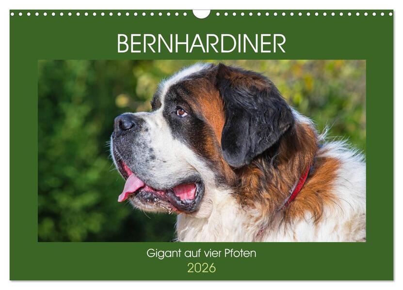 Bernhardiner - Gigant auf vier Pfoten (Wandkalender 2026 DIN A3 quer) CALVENDO Monatskalender