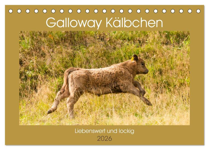 Galloway Kälbchen - Liebenswert und lockig (Tischkalender 2026 DIN A5 quer) CALVENDO Monatskalender