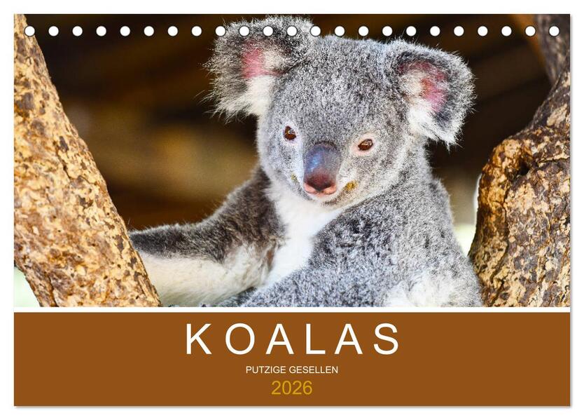 Koalas putzige Gesellen (Tischkalender 2026 DIN A5 quer) CALVENDO Monatskalender
