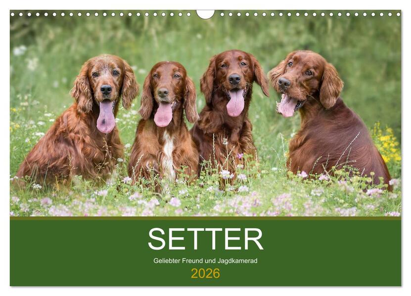 Setter - Geliebter Freund und Jagdkamerad (Wandkalender 2026 DIN A3 quer) CALVENDO Monatskalender