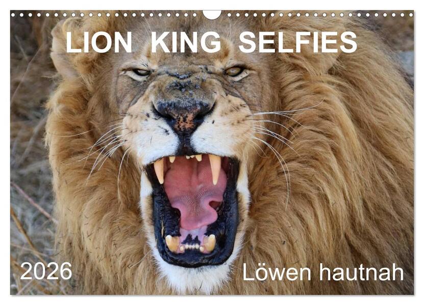 LION KING SELFIES Löwen hautnah (Wandkalender 2026 DIN A3 quer) CALVENDO Monatskalender
