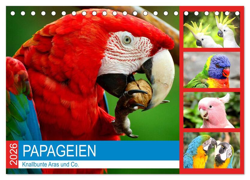 Papageien. Knallbunte Aras und Co. (Tischkalender 2026 DIN A5 quer) CALVENDO Monatskalender