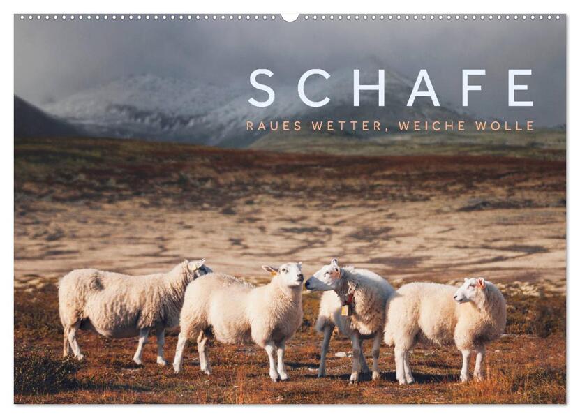 Schafe - Raues Wetter weiche Wolle (Wandkalender 2026 DIN A2 quer) CALVENDO Monatskalender