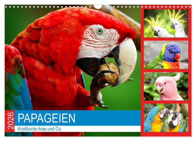 Papageien. Knallbunte Aras und Co. (Wandkalender 2026 DIN A3 quer) CALVENDO Monatskalender