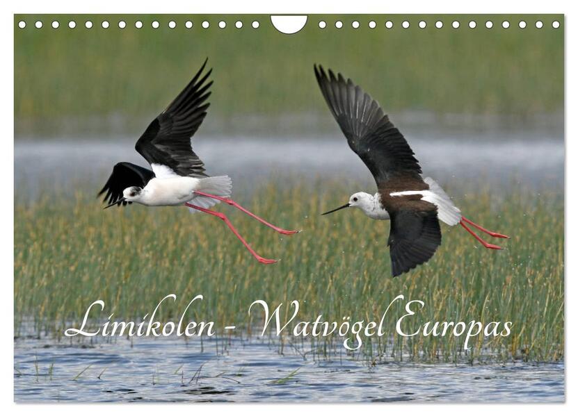 Limikolen - Watvögel Europas (Wandkalender 2026 DIN A4 quer) CALVENDO Monatskalender
