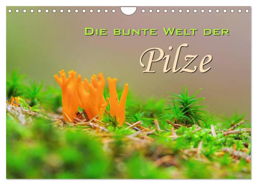Die bunte Welt der Pilze (Wandkalender 2026 DIN A4 quer) CALVENDO Monatskalender