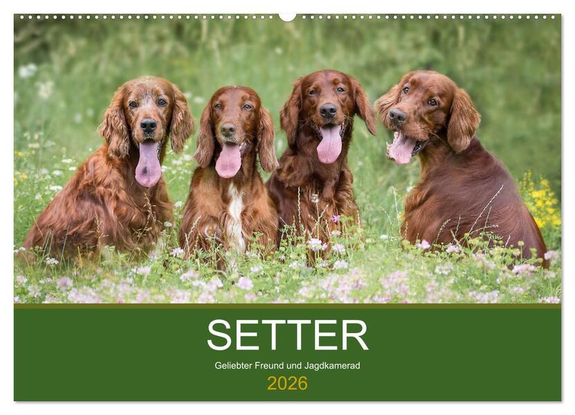 Setter - Geliebter Freund und Jagdkamerad (Wandkalender 2026 DIN A2 quer) CALVENDO Monatskalender