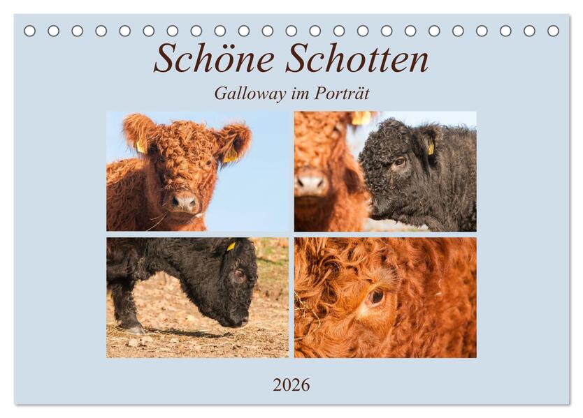 Schöne Schotten - Galloway im Porträt (Tischkalender 2026 DIN A5 quer) CALVENDO Monatskalender