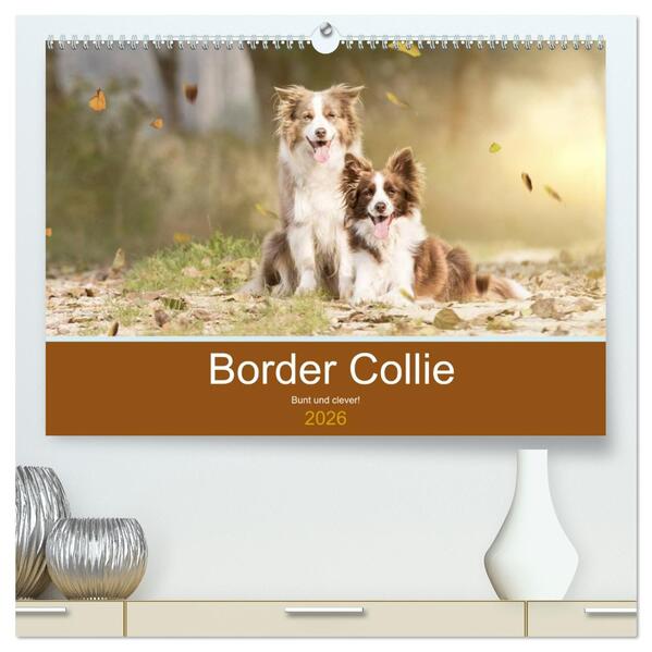 Border Collie - Bunt und clever! (hochwertiger Premium Wandkalender 2026 DIN A2 quer) Kunstdruck in Hochglanz