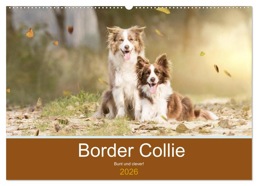 Border Collie - Bunt und clever! (Wandkalender 2026 DIN A2 quer) CALVENDO Monatskalender