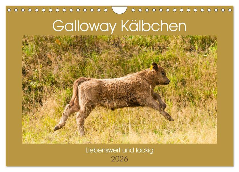 Galloway Kälbchen - Liebenswert und lockig (Wandkalender 2026 DIN A4 quer) CALVENDO Monatskalender