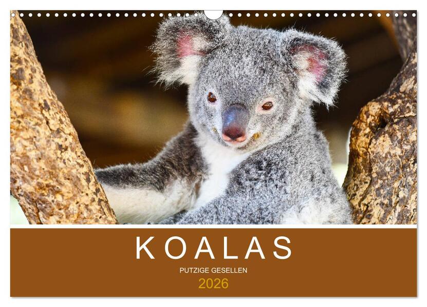 Koalas putzige Gesellen (Wandkalender 2026 DIN A3 quer) CALVENDO Monatskalender