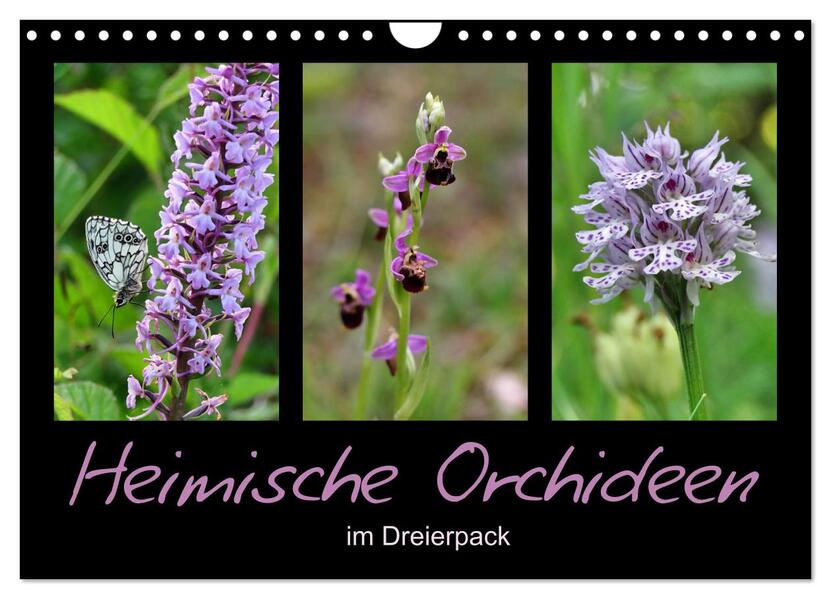 Heimische Orchideen im Dreierpack (Wandkalender 2026 DIN A4 quer) CALVENDO Monatskalender