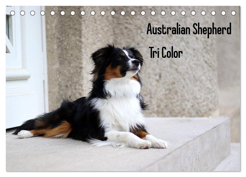 Australian Shepherd Tri Color (Tischkalender 2026 DIN A5 quer) CALVENDO Monatskalender