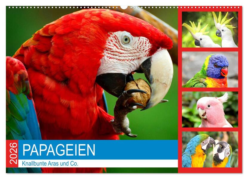 Papageien. Knallbunte Aras und Co. (Wandkalender 2026 DIN A2 quer) CALVENDO Monatskalender