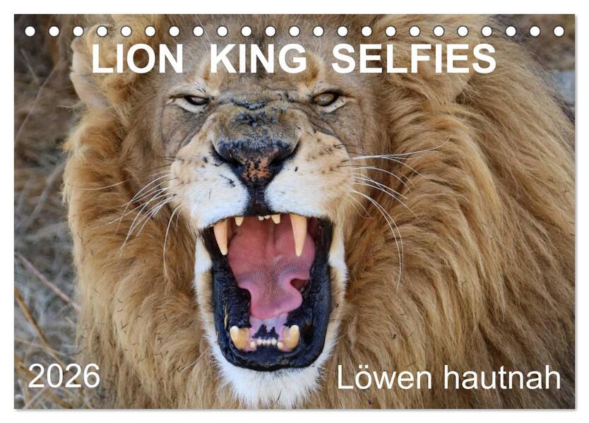 LION KING SELFIES Löwen hautnah (Tischkalender 2026 DIN A5 quer) CALVENDO Monatskalender