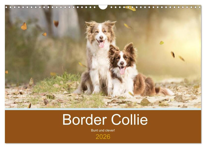 Border Collie - Bunt und clever! (Wandkalender 2026 DIN A3 quer) CALVENDO Monatskalender