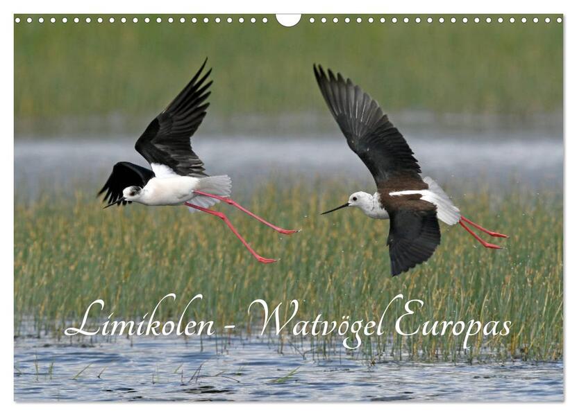 Limikolen - Watvögel Europas (Wandkalender 2026 DIN A3 quer) CALVENDO Monatskalender