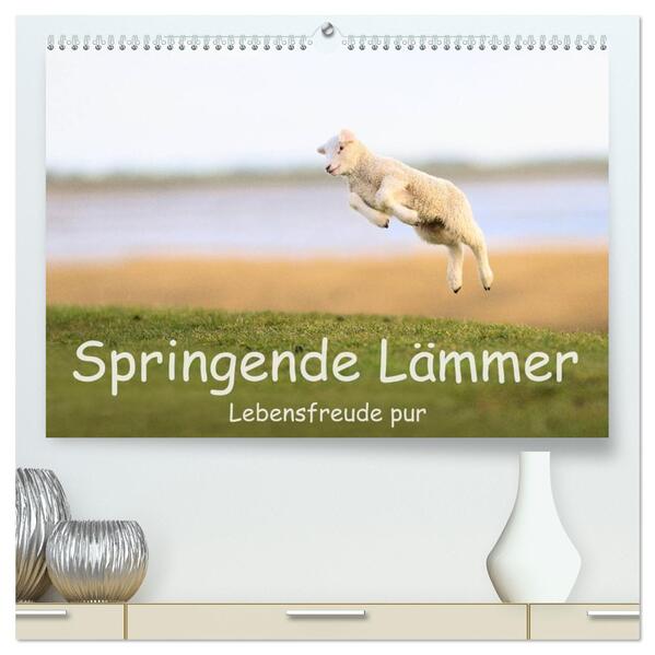 Springende Lämmer: Lebensfreude pur (hochwertiger Premium Wandkalender 2026 DIN A2 quer) Kunstdruck in Hochglanz