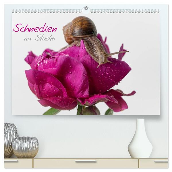 Schnecken im Studio (hochwertiger Premium Wandkalender 2026 DIN A2 quer) Kunstdruck in Hochglanz
