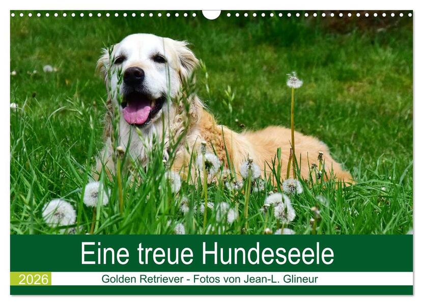 Eine treue Hundeseele - Golden Retriever (Wandkalender 2026 DIN A3 quer) CALVENDO Monatskalender