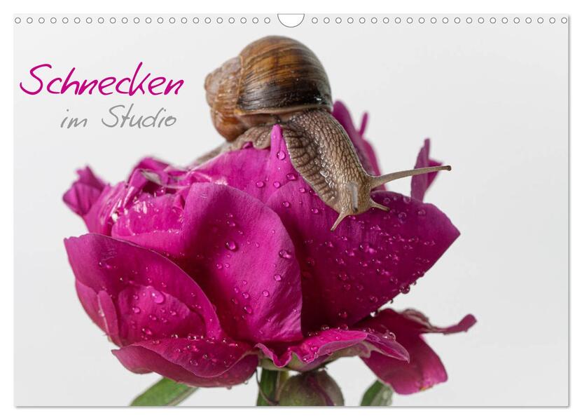 Schnecken im Studio (Wandkalender 2026 DIN A3 quer) CALVENDO Monatskalender