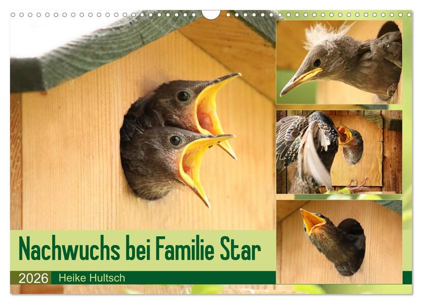Nachwuchs bei Familie Star (Wandkalender 2026 DIN A3 quer) CALVENDO Monatskalender