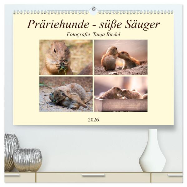 Präriehunde - süße Säuger (hochwertiger Premium Wandkalender 2026 DIN A2 quer) Kunstdruck in Hochglanz