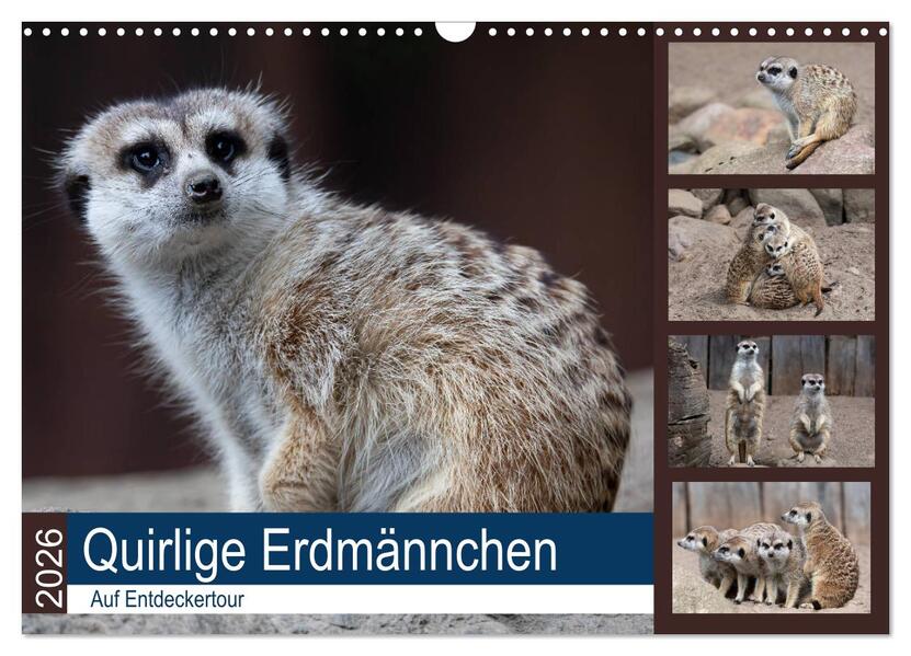 Quirlige Erdmännchen (Wandkalender 2026 DIN A3 quer) CALVENDO Monatskalender