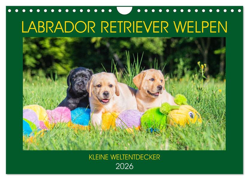 Labrador Retriever Welpen - Kleine Weltentdecker (Wandkalender 2026 DIN A4 quer) CALVENDO Monatskalender
