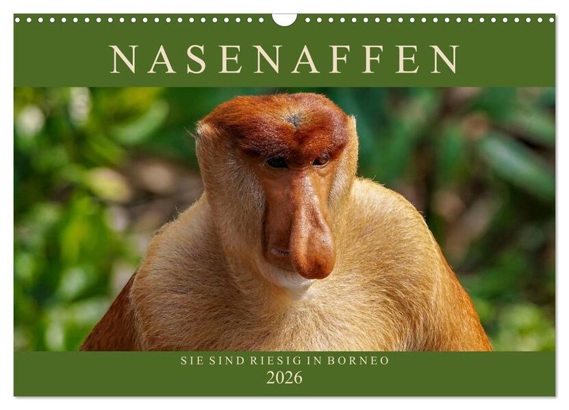 Nasenaffen von Borneo (Wandkalender 2026 DIN A3 quer) CALVENDO Monatskalender
