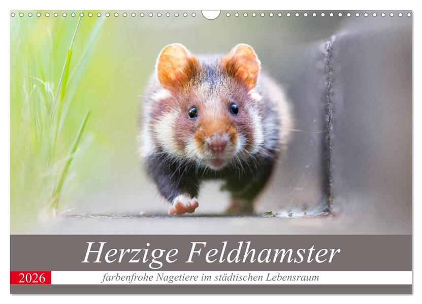 Herzige Feldhamster - farbenfrohe Nagetiere im städtischen Lebensraum (Wandkalender 2026 DIN A3 quer) CALVENDO Monatskalender