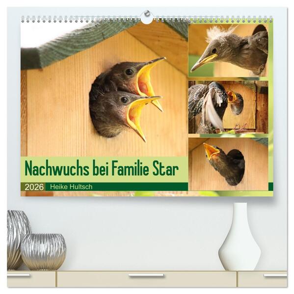 Nachwuchs bei Familie Star (hochwertiger Premium Wandkalender 2026 DIN A2 quer) Kunstdruck in Hochglanz